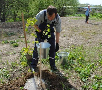 Клен Гиннала в ландшафтному дизайні надрічковий, татарський