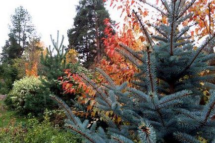 Maple hinnal în designul peisajului riveran, Tatar