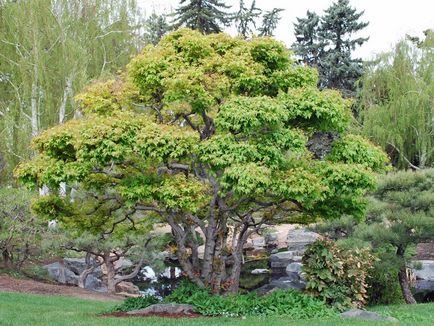 Maple hinnal în designul peisajului riveran, Tatar