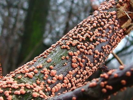 Maple hinnal în designul peisajului riveran, Tatar