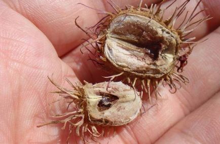 Ricinus ültetés és gondozás a nyílt terepen, palánta termesztés