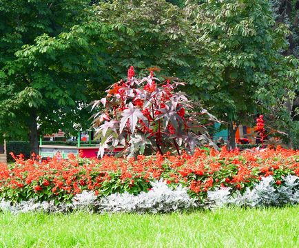 Ricinus ültetés és gondozás a nyílt terepen, palánta termesztés