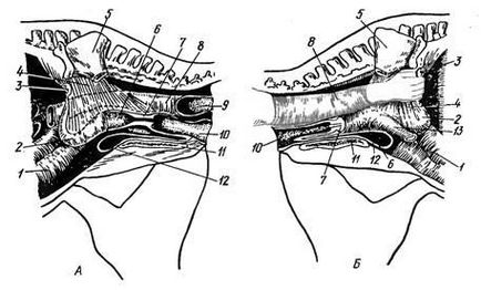 Metode clinice pentru diagnosticarea sarcinii și infertilității la mare - stadopedia