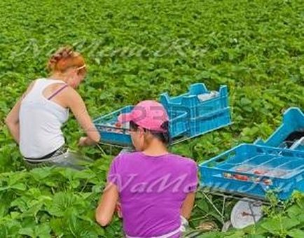 Strawberry câmpuri în suburbii, unde puteți obține fructe de padure gratuit