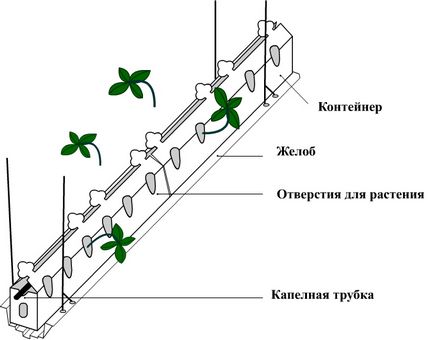 Container eper 500 - konténer eper - Kuban farmgarden