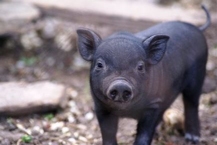 Годування в'єтнамських свиней в домашніх умовах відео