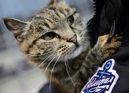 Macska rekordokat négy adja meg a Guinness Book of World
