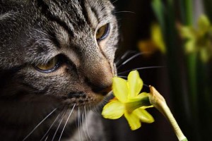 Alergiile de la pisici și florile preferate