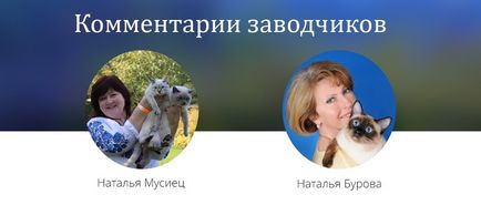 Кішка з дитячої мрії заводчики тайської породи готові день і ніч визнаватися в любові до своїх