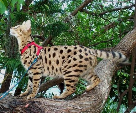 Кішка савана характеристика породи африканська савана