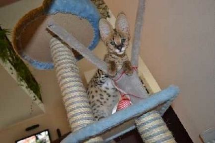Кішка савана характеристика породи африканська савана