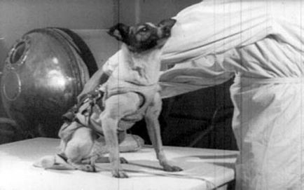 Космонавт лайка «сама кудлата, сама самотня, найнещасніша в світі собака» (5 фото)