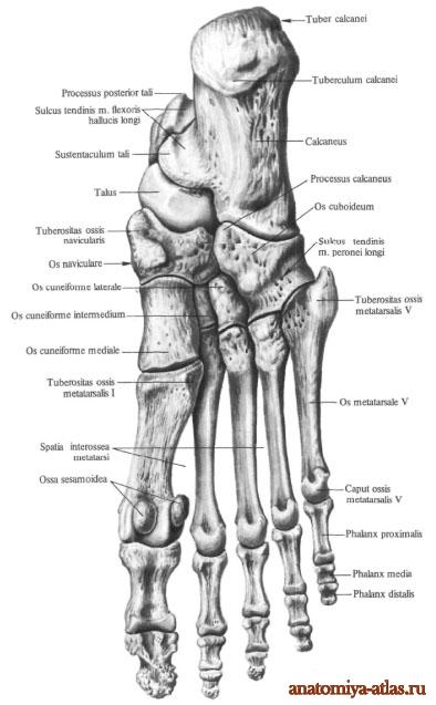 Oase de picior, anatomie în imagini