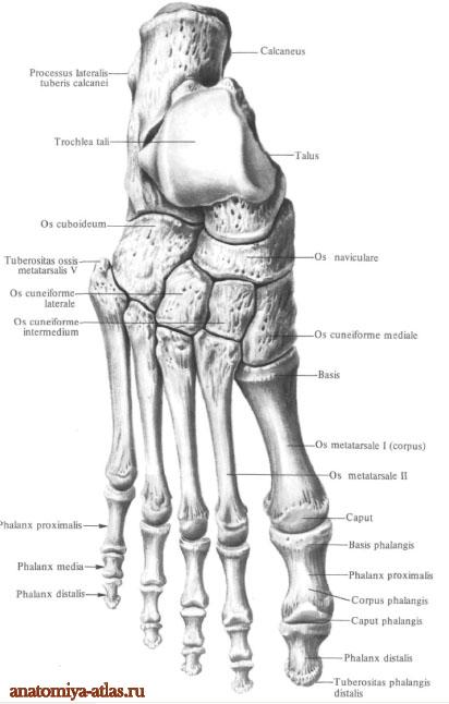 Oase de picior, anatomie în imagini