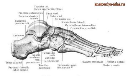 Oase de picior, anatomie în imagini