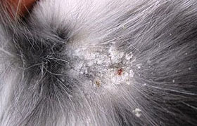 Bolile de piele ale câinilor și pisicilor