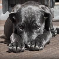 Шкірні захворювання у собак симптоми і лікування