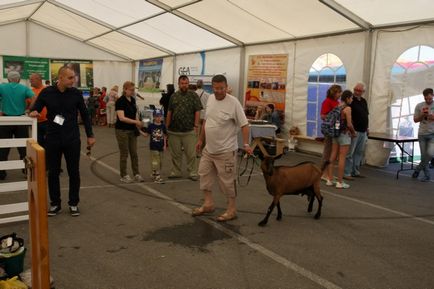 Kozovody din Rusia au prezentat animalele lor la expoziția Tula 