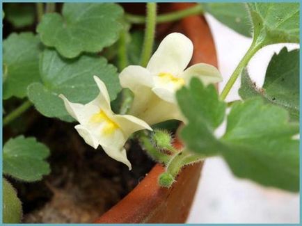 Frumusete plante de casa curat (flori) fotografie și nume cu descriere