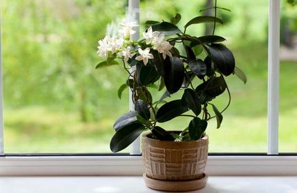 Frumusete plante de casa curat (flori) fotografie și nume cu descriere