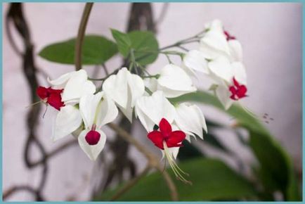 Frumusete plante de casa curat (flori) fotografie și nume cu descriere