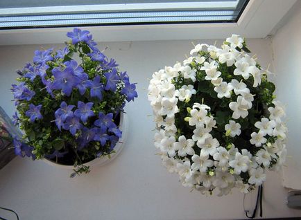 Красиві кучеряве кімнатні рослини (квіти) в інтер'єрі домівки фото і назви з описом