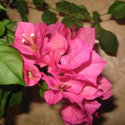 Красиві кучеряве кімнатні рослини (квіти) фото і назви з описом