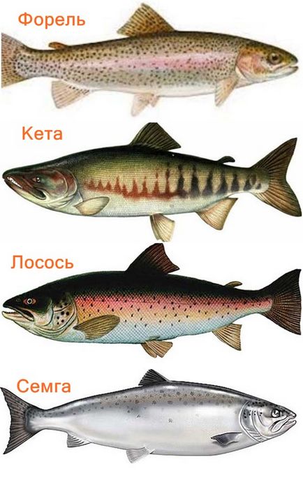 Vörös halak annak előnyeit, a fajta és a megfelelő választás