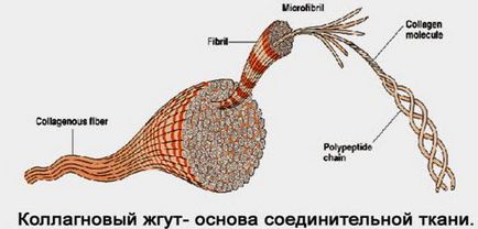 Крем з колагеном для обличчя відгуки не упереджених користувачів