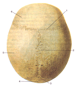 Acoperișul (creasta) craniului este anatomia umană - enciclopedie & amp; dicționare