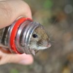Capacul de șobolan din sticle de plastic cu mâinile lor