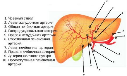 Sursa de sânge a ficatului în timp ce trece