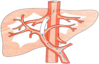 Кровопостачання печінки як проходить