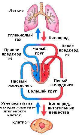 Cercuri de circulație a sângelui
