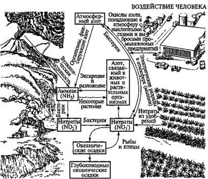 Ciclul carbonului - stadopedia