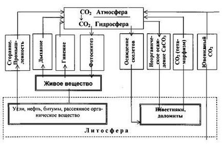 Ciclul carbonului - stadopedia