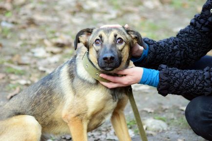 În cazul în care pentru a lua catelul de pe strada Voronezh adăposturi pentru animale fără adăpost