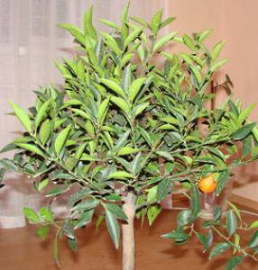 Kumquat fajok és a virágzási idő - archív gyümölcs szakasz - Forum