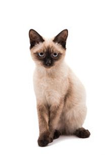 Купити 🐕 eukanuba cat renal - еукануба Ренал сухий для кішок з нирковою недостатністю з