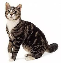 Купити кошеня породи британська короткошерста, скоттиш-фолд в розпліднику розплідник британських