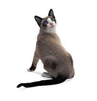 Cumpărați o pisică de rasă britanică Shorthair, scoică ori în canisa de pepinieră britanică