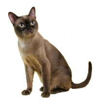 Cumpărați o pisică de rasă britanică Shorthair, scoică ori în canisa de pepinieră britanică