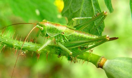 Lăcusta este verde, lumea animalelor și a plantelor