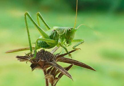 Grasshopper zöld, növény és állatvilág