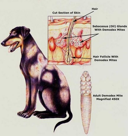 demodectic rüh kezelésére kutyáknál - Veterinary Clinic vetstate