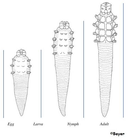 demodectic rüh kezelésére kutyáknál - Veterinary Clinic vetstate
