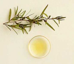 Tratamentul cu ulei de arbore de ceai, armonie