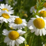 Plante medicinale sub picioarele noastre, acasă, grădină, grădină