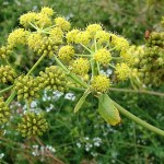 Plante medicinale sub picioarele noastre, acasă, grădină, grădină