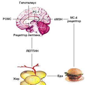 A leptin - mi ez hormon növekedését okozza, karcsúsító tabletták